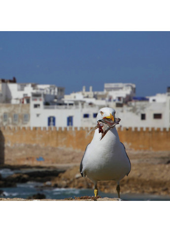 Essaouira