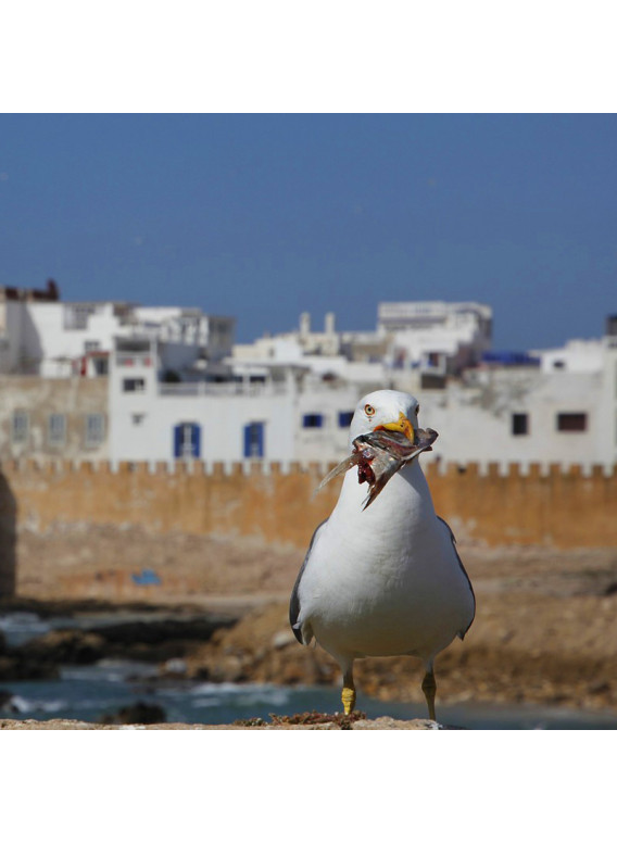 Essaouira
