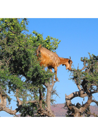 Essaouira