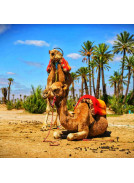 camel in palmeraie