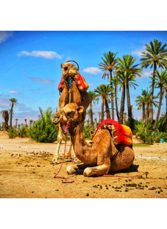 camel in palmeraie