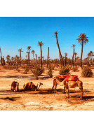 camel in palmeraie