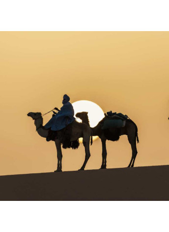 Camel in Agafay